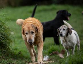 En Antioquia también existe una importante cantidad de fundaciones en distintos municipios que vela por la protección de animales maltratados y abandonados. FOTO Camilo Suárez