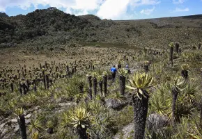 Páramo del Sol en el municipio de Urrao es uno de los ecosistemas más importantes del departamento. FOTO: Manuel Saldarriaga