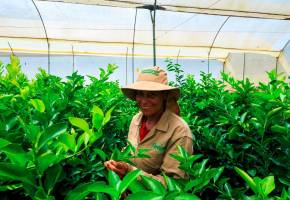 Los productores de limón Tahití están enfrentando una crisis de precios que los está obligando a cultiva con pérdidas. FOTO CAMILO SUÁREZ. 