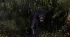 Saliendo de la oscuridad, la imagen del oso andino captada por Santiago J. Monroy García en la Reserva Natural Ecopalacio, fue destacada por el Museo de Historia Natural de Londres entre las mejores del certamen Wildlife Photographer of the Year 2025. FOTO cortesía Santiago J. Monroy García