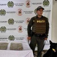 Incautación de marihuana en Antioquia. Foto: cortesía Séptima División del Ejército Nacional