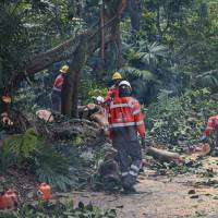 Tras las inundaciones por la quebrada La Presidenta, también se realizaron talas de árboles. Algunos estaban en riesgo de desplome. Foto: Manuel Saldarriaga Quintero.