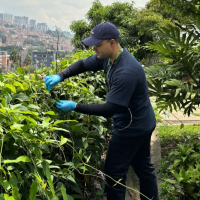 Tomaron muestras de las bacterias en hojas de tres árboles de Medellín y hallaron bacterias que podrían ayudar limpiar el aire. Foto: cortesía.