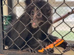 El mono araña, especie en grave riesgo de extinción, es una de las especies que fueron rescatadas o decomisadas e ingresarán al Parque de la Conservación. FOTO: cortesía Área Metropolitana