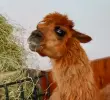 ¡Recuperada! Ámbar, la llama rescatada en Rionegro, Antioquia, será adoptada