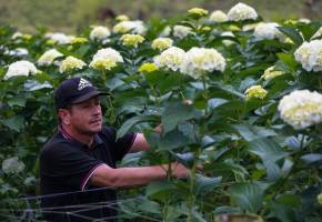 La floricultura genera más de 200.000 empleos y es una de las principales fuentes de trabajo formal femenino en el campo. FOTO: MANUEL SALDARRIAGA
