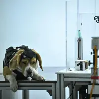 Este es uno de los perros entrenado por la startup Dognosis en Bangalore, India. El animal usa un casco con sensores para olfatear muestras de aliento humano y detectar cáncer. FOTO AFP