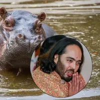 Un traslado de hipopótamos apenas significa para Anant Ambani menos del 1% de su fortuna, pero hay varios retos logísticos que hacen que la idea sea poco viable. Fotos: Esneyder Gutiérrez Cardona y AFP