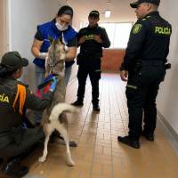 Tras la inspección a la vivienda del presunto agresor de perros, por parte de de la Inspección de Medio Ambiente, la Policía Ambiental y Alcaldía de Bello, determinaron iniciar un proceso judicial, en el marco de la Ley 2455 de 2025 (Ley Ángel). Foto: Cortesía