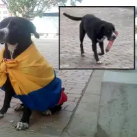 Adelante, Lucy captada en el video que se hizo viral. Atrás, luciendo la bandera de Colombia. FOTO: Cortesía