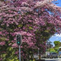 Los guayacanes son una de las especies de árboles más comunes. En el barrio Prado, 102 guayacanes sembrados en 1926 son patrimonio histórico de la ciudad. Foto: Andrés Camilo Suárez Echeverry