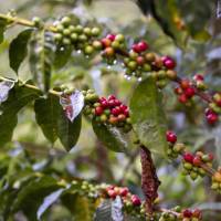 La iniciativa “Aroma entre Montañas” busca visibilizar a empresarios y emprendedores que combinan el cultivo del café con el turismo. FOTO: José Luis Arago, EL COLOMBIANO