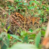 Este tigrillo lanudo fue devuelto a su hábitat en el Páramo de Vida Maitamá, en Sonsón. Foto: Cortesía Cornare.