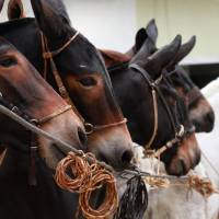 El Congreso aprobó la Ley Bartolo, una norma que reconoce a Titiribí como Capital Mundial de la Mula de Silla. Foto: tomada de redes de la Alcaldía de Titiribí