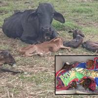 La vaca “Alicia” junto a sus cuatrillizos en un campo de Nariño, Antioquia. FOTO: Imagen tomada de redes.