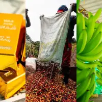 Por productos a nivel país, petróleo, café, oro, carbón y banano conformaron el top cinco de bienes más demandados por los mercados internacionales. Foto: Getty, Manuel Saldarriaga y Camilo Suárez