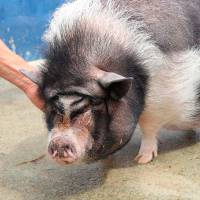 Los cerditos fueron rescatados de lugares donde padecían condiciones de vulnerabilidad. FOTO: ALCALDÍA