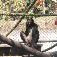 Los primates del Parque de la Conservación son algunos de los afectados por el calor. Para contrarrestarlo: helado. Foto: cortesía Parque de la Conservación