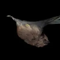 El murciélago de sacos alares antioqueño se alimenta de insectos y tiene un pelaje denso y lanoso color pardo oscuro. A diferencia de otras especies de su género, carece de dos líneas claras en el lomo. FOTO La Ruta de las Alas.