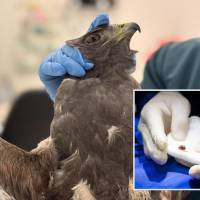 Adelante, uno de los perdigones con los que hirieron a las aves. Atrás, uno de los animales afectados. FOTO: Cortesía