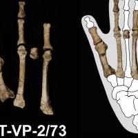 El pie de Burtele permitió reconstruir cómo se desplazaba A. deyiremeda y cómo convivió con otros homininos en el este de África hace 3,4 millones de años. FOTO: Agencia SINC