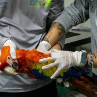 El animal permaneció suspendido a 35 metros de altura durante un tiempo considerable, amarrado de una cuerda en su pata izquierda. Tiene lesiones severas. Foto: cortesía.