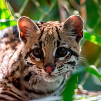 “Es un caso exitoso”: Ocelote rehabilitado ya recorre los bosques de Urabá