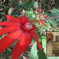 Una de las plantas documentadas en el libro. FOTO: Cortesía