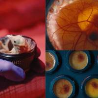 Los 26 pollitos fueron desarrollados en un entorno artificial creado por Colossal Biosciences como parte de sus investigaciones sobre desextinción. Foto: Colossal Biosciences