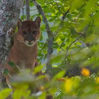 La presencia del majestuoso puma, que junto con el jaguar son los únicos felinos grandes que habitan en Colombia, causó alarma. Cornare pide no atacar al animal y reportar su presencia de inmediato. FOTO: CORTESÍA