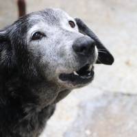 Un total de 80 mascotas, como este perrito, buscan un hogar para pasar sus años dorados rodeados de amor y tranquilidad. FOTO: Cortesía Alcaldía de Medellín