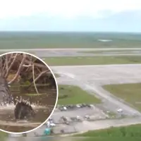 Alligator Alcatraz se construirá en un aeropuerto abandonado cerca a un humedal en donde habitan caimanes y otros animales. Fotos: Captura de video fiscal de Florida, James Uthmeier
