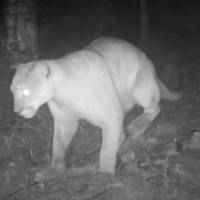 Este fue el felino captado en zona rural del municipio de Sabaneta. FOTO: imagen tomada de redes.