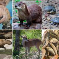 Manatí y otras especies en peligro por hipopótamos en el Magdalena Medio