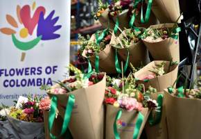 Las flores colombianas perderían US$250 millones por el arancel de Donald Trump. FOTOS: COLPRENSA