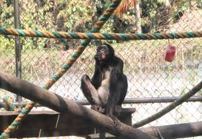 Los primates del Parque de la Conservación son algunos de los afectados por el calor. Para contrarrestarlo: helado. Foto: cortesía Parque de la Conservación