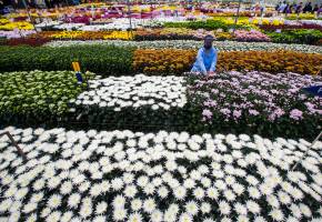 Asocolflores estima que las exportaciones de flores desde Colombia por el Día de la Madre en Estados Unidos crecieron 13% este año. FOTO cortesía