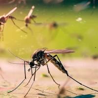 El Aedes aegypti es responsable de la transmisión de enfermedades como el dengue, zika y fiebre amarilla; ahora se estudia como portador de virus que podrían bloquear esas infecciones. FOTO cortesía