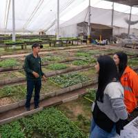 Los primeros 9.000 árboles que harán parte de la reposición arbórea del Metro de la 80 ya crecen en el vivero Tierra Negra, donde son cuidados y preparados antes de comenzar su siembra en el occidente de Medellín. Foto: Cortesía