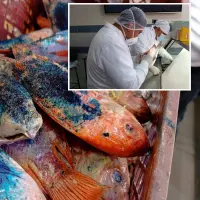 Adelante, funcionarios de sanidad inspeccionan pescados en un mercado de Bello. Abajo, parte de los peces incautados. FOTO: Cortesía.