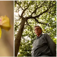 La nueva especie pertenece al género Lepanthes, uno de los grupos de orquídeas más diversos de los Andes tropicales, que reúne algunas de las flores más pequeñas del mundo. FOTOS CORTESÍA y Unal sede Medellín. 
