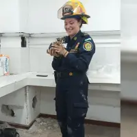 El gato bebé se encuentra en proceso de estabilización, pero está fuera de peligro. FOTO Bomberos La Estrella.