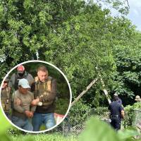 El hombre guatemalteco pasó ocho horas en un árbol mientras vecinos le gritaban que no firmara nada. Fotos: Redes sociales y captura de video