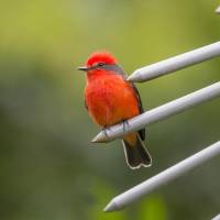 Según Birdfair Colombia, Cali es reconocida por ser la capital mundial de la salsa y ser la “ciudad de las aves”. Foto: Juan Antonio Sánchéz Ocampo.
