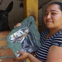 El burro Bartolo (en el retrato) es todo un ícono en Titiribí, municipio del Suroeste de Antioquia, reconocido como la capital de Mundial de la Mula de Silla. Foto: Manuel Saldarriaga Quintero.