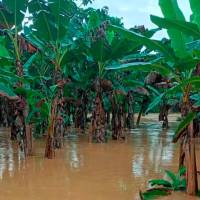 Así quedaron los cultivos bananeros en el Urabá antioqueño. La imagen corresponde a uno del municipio de Necoclí. FOTO: CORTESÍA