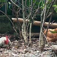 El Doña Gallina (izq.) y El Gallo Claudio (der.) llegaron al conjunto residencial Puerto Luna, en el barrio Señorial, de Envigado, el pasado 22 de enero. Desde entonces se han presentado posiciones divididas con su presencia entre los habitantes. FOTO: CORTESÍA