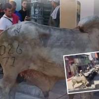 Este fue el toro que generó caos en las calles de Remedios, Antioquia, intentando meterse a los establecimientos comerciales (detalle). FOTOS: CORTESÍA ALCALDÍA DE REMEDIOS