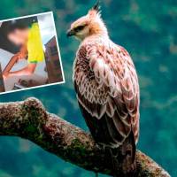 Varias águilas crestadas, una especie en riesgo, han sido asesinadas a punta de balines o perdigones de armas de aire comprimido en Antioquia. FOTOS CORTESÍA
