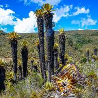 En 2022, un grupo de turistas tumbó frailejones y dejó un basural. Esto fue determinante para el la restricción del turismo que ordenó Corpourabá. Foto: MANUEL SALDARRIAGA